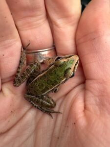 fiona blog 2.14