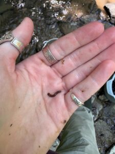 fiona blog 2.25