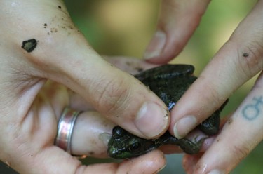 Catching a frog