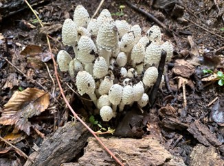 Scaly Inky Cap