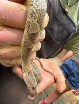 One of the LEAF students holding a Common Water Snake (Week 2)