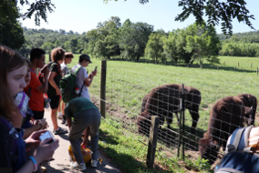 On Wednesday we went to Big Bone Lick state park to cut down invasive Honeysuckle, get a tour of the salt lick by Maggie from Big Bone, hear Claire from Big Bone talk about the Bison, and then played in the creek after to see if we could find some fossils. 