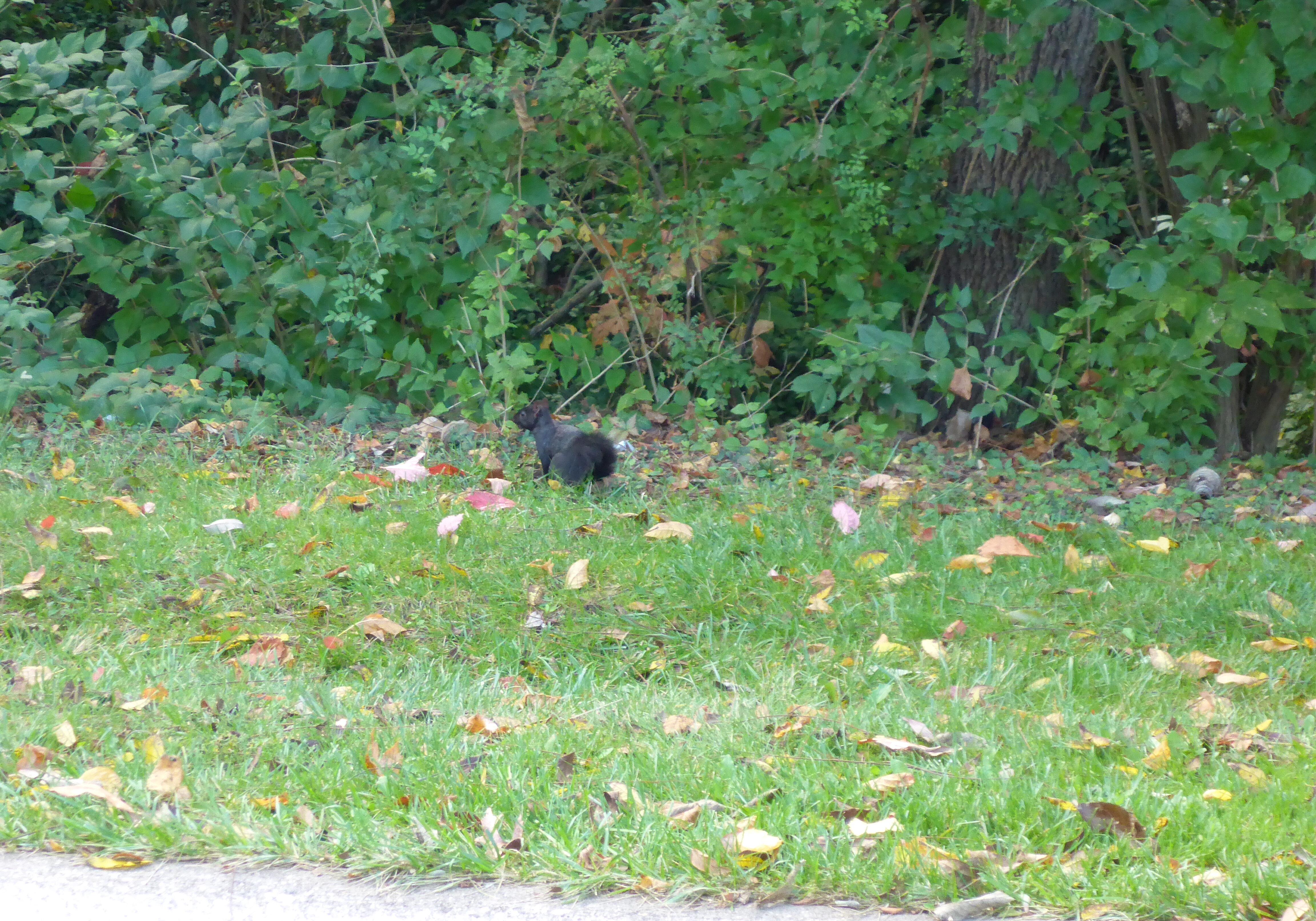 Melanistic or Black Eastern Gray Squirrel (Sciurus carolinensis) in Florence Nature Park_100413 PC: Liz Fet