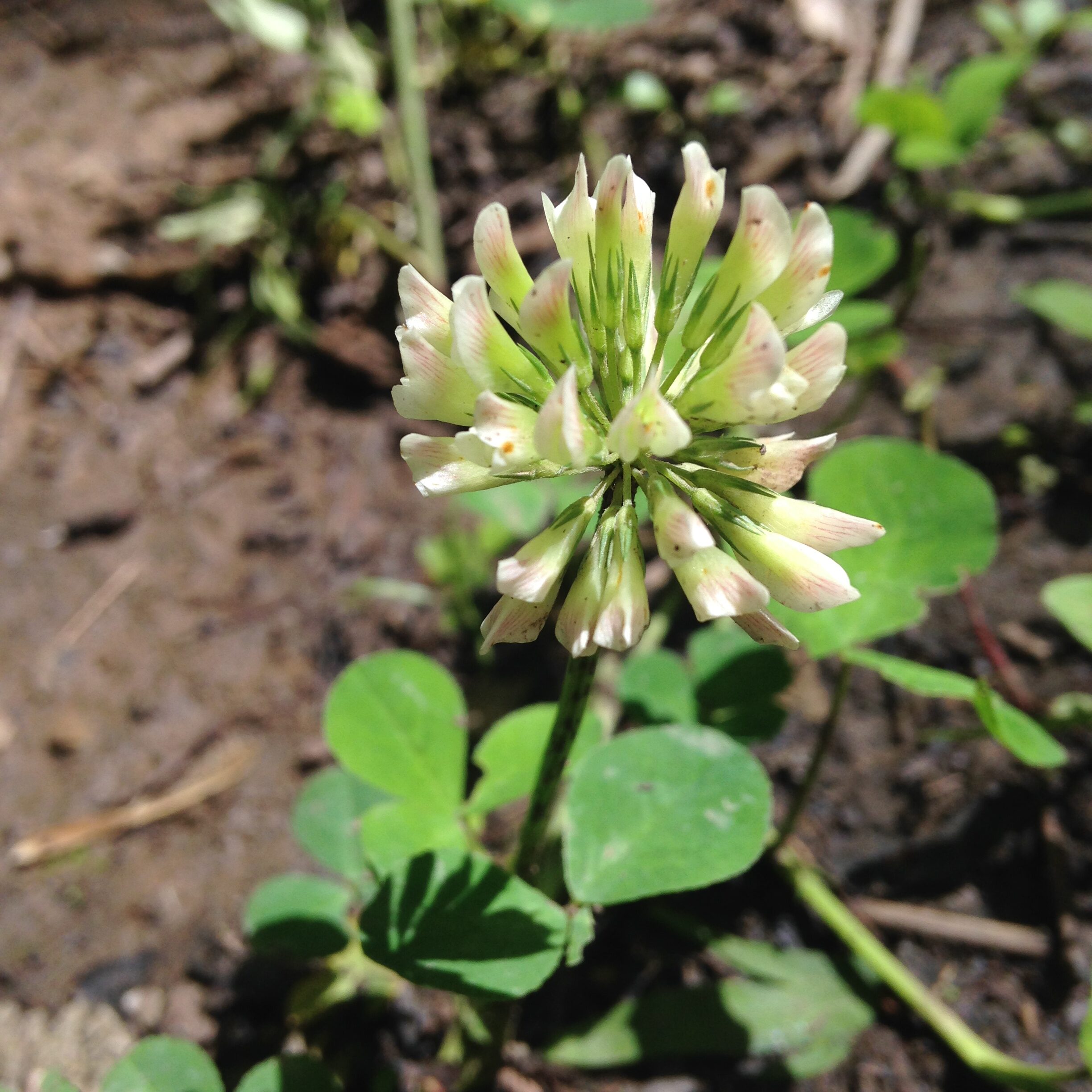 Trifolium stoloniferum_RunningBuffaloClover_051316_Flower