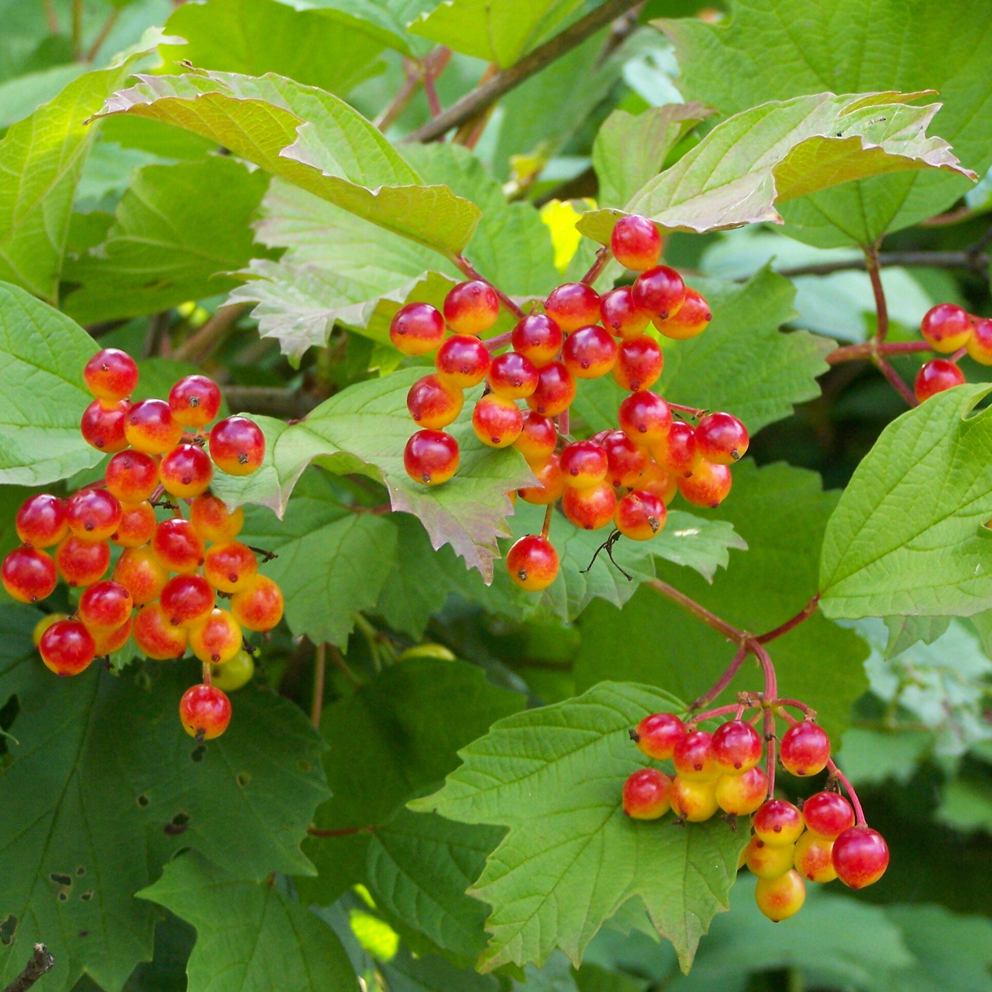 american cranberrybush