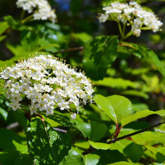 rusty blackhaw