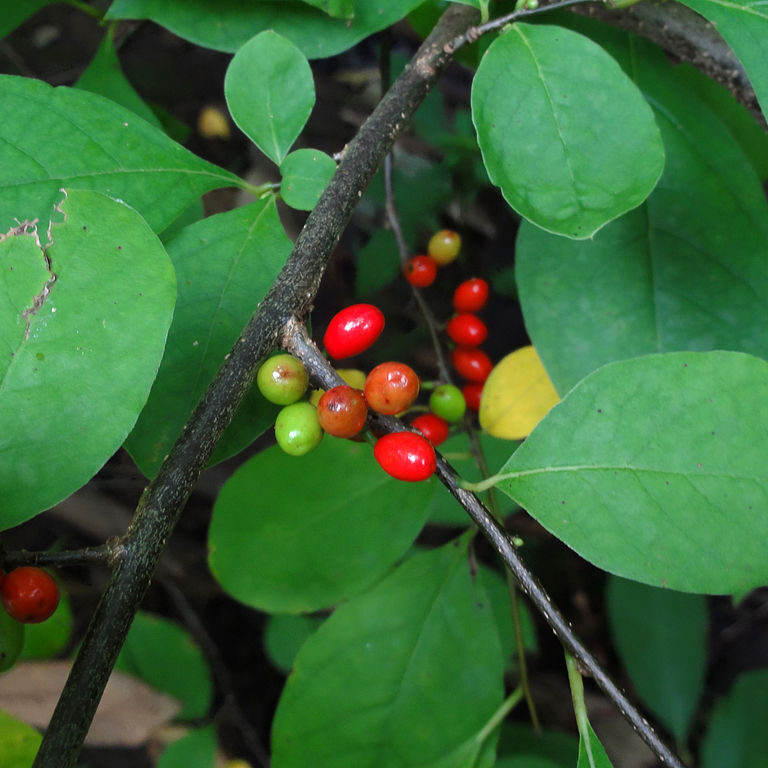 spicebush