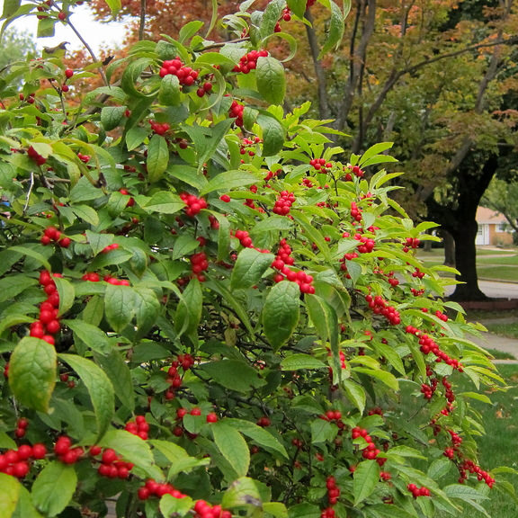 winterberry holly